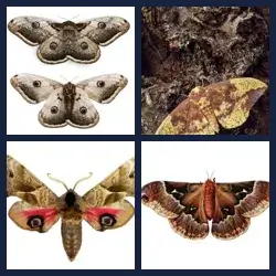 4 Pics 1 Word Level 1010