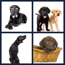 4 Pics 1 Word Level 1076