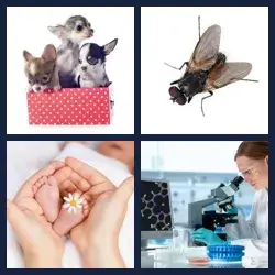 4 Pics 1 Word Level 1205