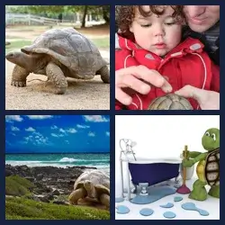 4 Pics 1 Word Level 1246