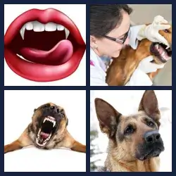 4 Pics 1 Word Level 1267