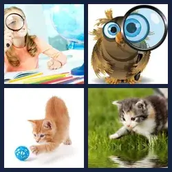 4 Pics 1 Word Level 1306