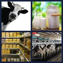 4 Pics 1 Word Level 1328