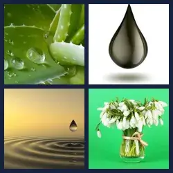 4 Pics 1 Word Level 1346