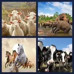 4 Pics 1 Word Level 1370