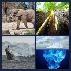 4 Pics 1 Word Level 1392