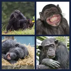 4 Pics 1 Word Level 1419