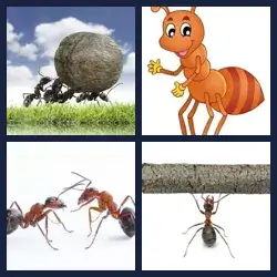 4 Pics 1 Word Level 1421