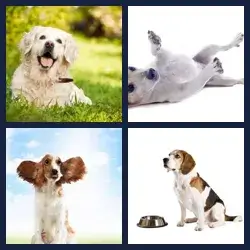 4 Pics 1 Word Level 1426