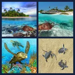 4 Pics 1 Word Level 1440