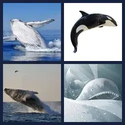 4 Pics 1 Word Level 1444