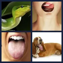 4 Pics 1 Word Level 1464