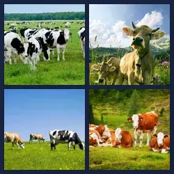 4 Pics 1 Word Level 1501