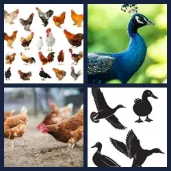 4 Pics 1 Word Level 1518