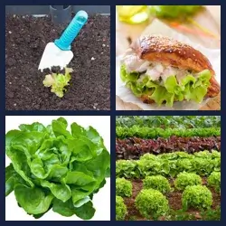 4 Pics 1 Word Level 1616