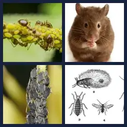 4 Pics 1 Word Level 1670