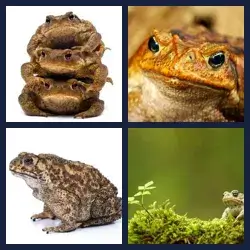 4 Pics 1 Word Level 1742