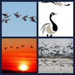 4 Pics 1 Word Level 1744