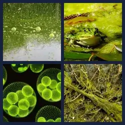 4 Pics 1 Word Level 1968