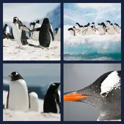 4 Pics 1 Word Level 2085