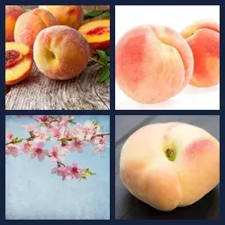 4 Pics 1 Word Level 2094