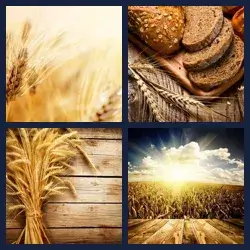 4 Pics 1 Word Level 2105