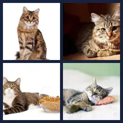 4 Pics 1 Word Level 2154