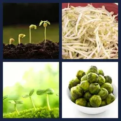 4 Pics 1 Word Level 2212