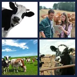 4 Pics 1 Word Level 2336