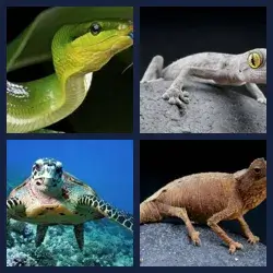 4 Pics 1 Word Level 2337