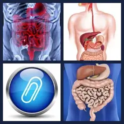 4 Pics 1 Word Level 2347