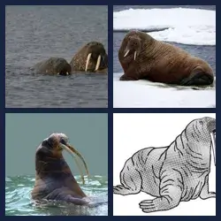 4 Pics 1 Word Level 2374