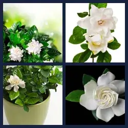 4 Pics 1 Word Level 2386