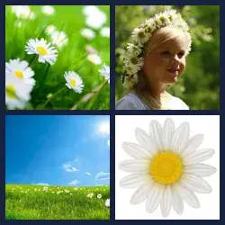 4 Pics 1 Word Level 2387