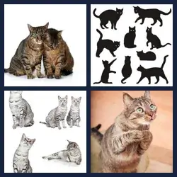 4 Pics 1 Word Level 2422