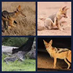 4 Pics 1 Word Level 2429