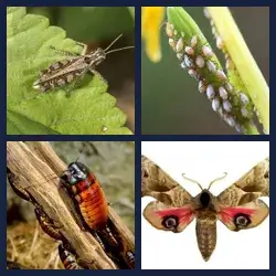 4 Pics 1 Word Level 2430