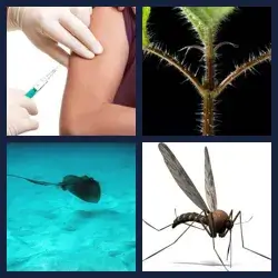 4 Pics 1 Word Level 244