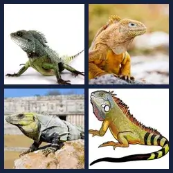 4 Pics 1 Word Level 2448