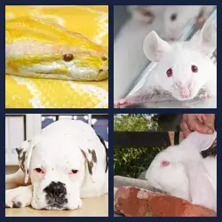 4 Pics 1 Word Level 2450