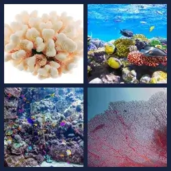 4 Pics 1 Word Level 2456