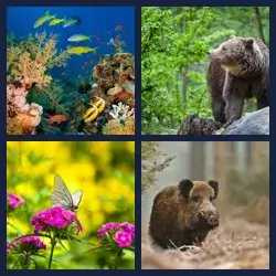 4 Pics 1 Word Level 2483