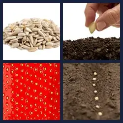 4 Pics 1 Word Level 2511