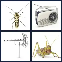 4 Pics 1 Word Level 2668