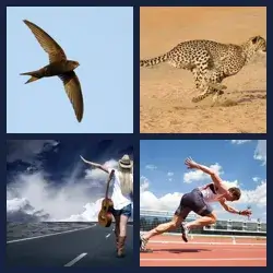 4 Pics 1 Word Level 2676