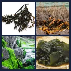 4 Pics 1 Word Level 2755