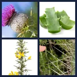 4 Pics 1 Word Level 2759