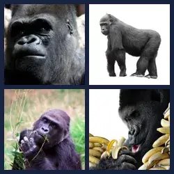 4 Pics 1 Word Level 2767