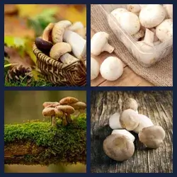 4 Pics 1 Word Level 2806