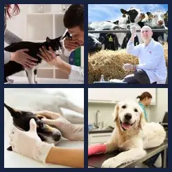 4 Pics 1 Word Level 2816